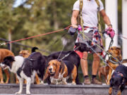 Physical activity is important to keeping a dog at a healthy weight.