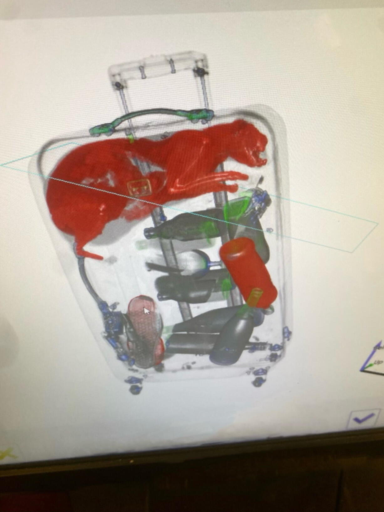 This photo provided by Transportation Security Administration shows a cat stuck in a checked bag going through security at John F. Kennedy airport on Nov. 16, 2022 in New York.  The stowaway cat, identified as "Smells," was returned to its owner. The cat's owner said that Smells must have crawled into the suitcase of a visiting friend. She didn't know her tabby was missing until airport officials reached her.