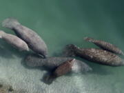 A group of manatees are pictured in a canal where discharge from a nearby Florida Power & Light plant warms the water in Fort Lauderdale, Fla., on Dec. 28, 2010. Manatees that are dying by the hundreds mainly from pollution-caused starvation in Florida should once again be listed as an endangered species, environmental groups said in a petition Monday.