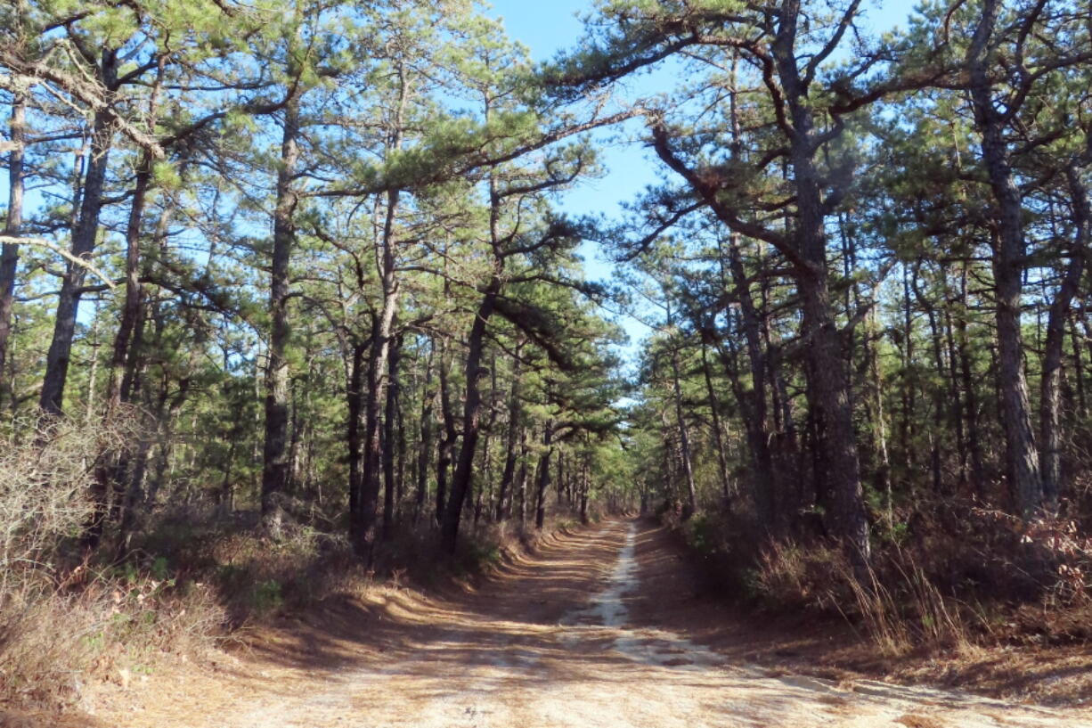 A plan to cut 2.4 million trees from a section of Bass River State Forest in Bass River Township N.J., is aimed mainly at small, narrow trees, but also would include tall, matures trees like those shown Nov. 18 on either side of a dirt road.