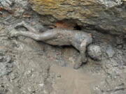 A statue is seen at the site of the discovery of two dozen well-preserved bronze statues from an ancient Tuscan thermal spring in San Casciano dei Bagni, central Italy, in this undated photo made available by the Italian Culture Ministry, Thursday, Nov. 3, 2022.