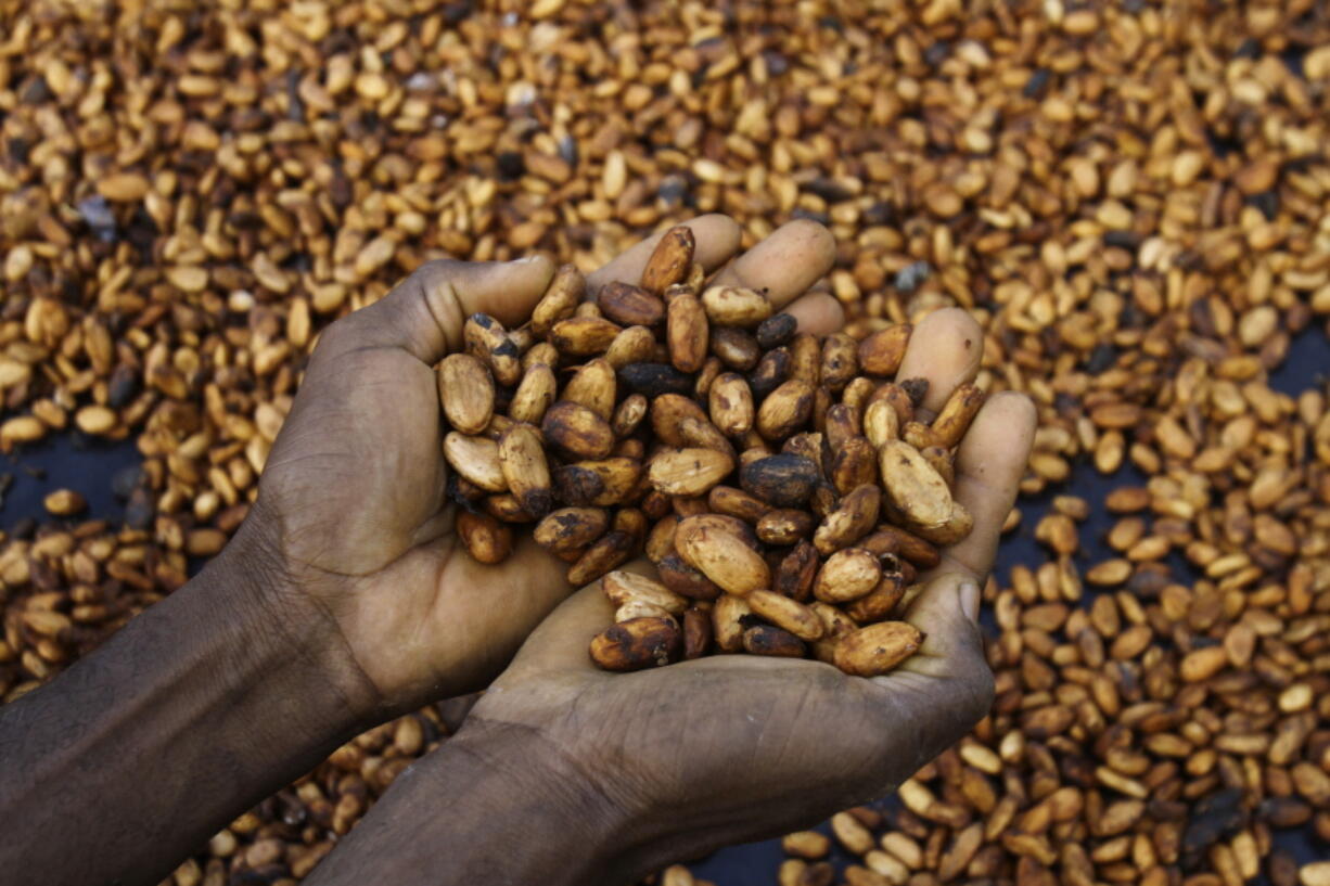 Sylvain N'goran, who has been a cocoa farmer for the past 17 years, holds cocoa beans in his hand in the village of Bocanda north of Abidjan, Ivory Coast, Oct. 24, 2022. For the cocoa tree to fruit well, rains need to come at the right times in the growing cycle. Experts say small-scale farmers are hurting this year.