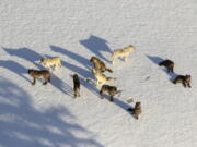 FILE - In this aerial file photo provided by the National Park Service is the Junction Butte wolf pack in Yellowstone National Park, Wyo., on March 21, 2019. A Montana judge has temporarily restricted wolf hunting and trapping near Yellowstone and Glacier National Parks and imposed statewide limits on killing the predators.