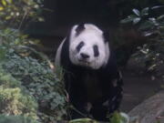 Xin Xin, the last giant panda in Latin America, looks out from her enclosure Nov. 11 at the Chapultepec Zoo, in Mexico City. At age 32, Xin Xin is among the oldest captive giant pandas ever.