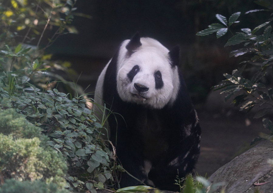 Pandas could be gone from America's zoos by the end of next year –