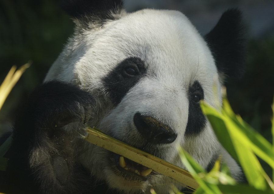 Mexico officials ponder what's next as its last panda hits old age - The  Columbian