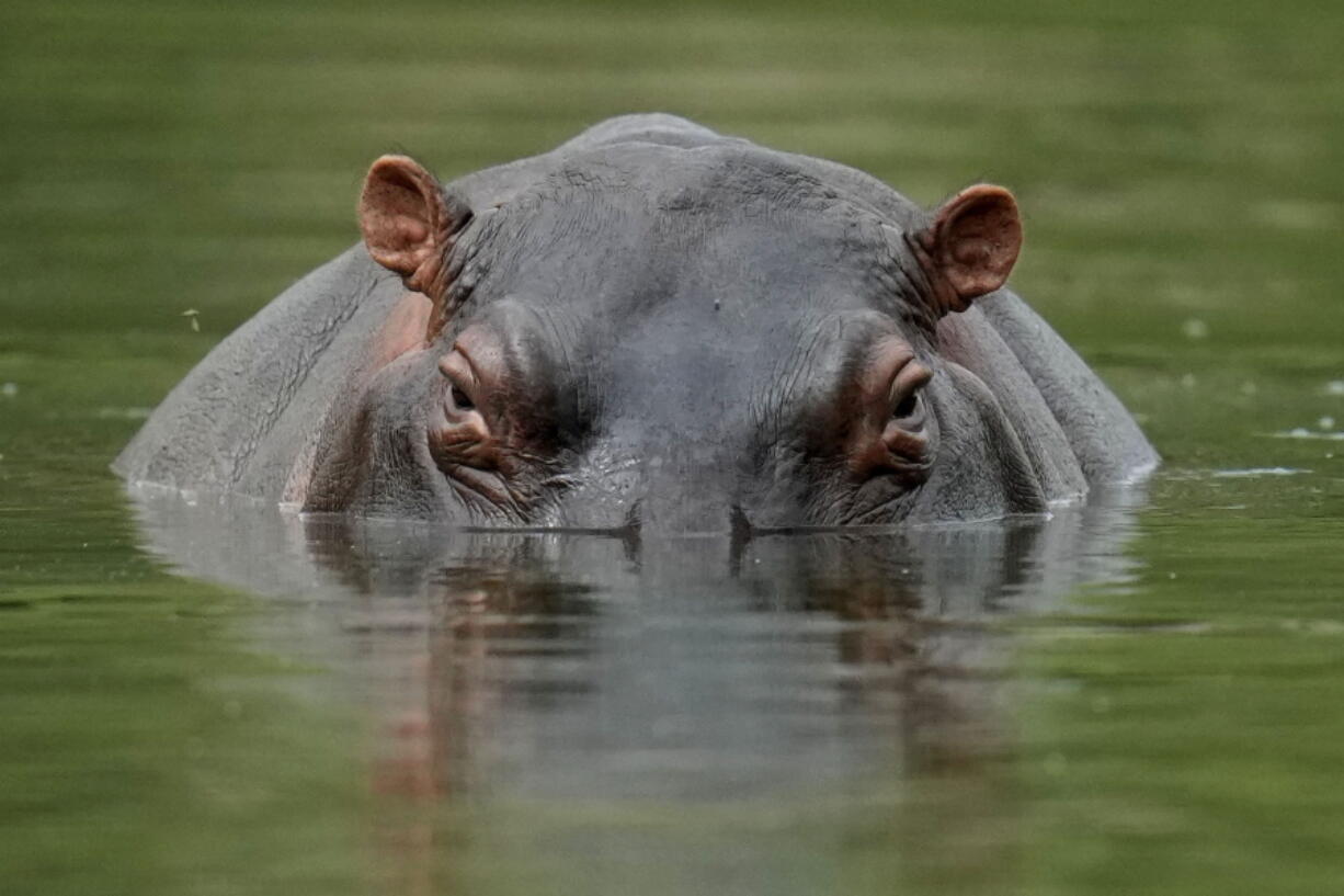 FILE - A hippo floats in the lagoon at Hacienda Napoles Park, once the private estate of drug kingpin Pablo Escobar who decades ago imported three female hippos and one male in Puerto Triunfo, Colombia, Feb. 16, 2022. An international conference on trade in endangered species ended Friday, Nov. 25, in Panama, with protections established for over 500 species.