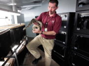 FILE - Assistant herpetarium curator Chris Baker unwinding a Louisiana pinesnake from its enclosure at the Memphis Zoo, March 1, 2016. The U.S. government says four areas in Louisiana and two in Texas should be protected as critical habitat for a rare snake that eats small gophers and takes over their burrows.