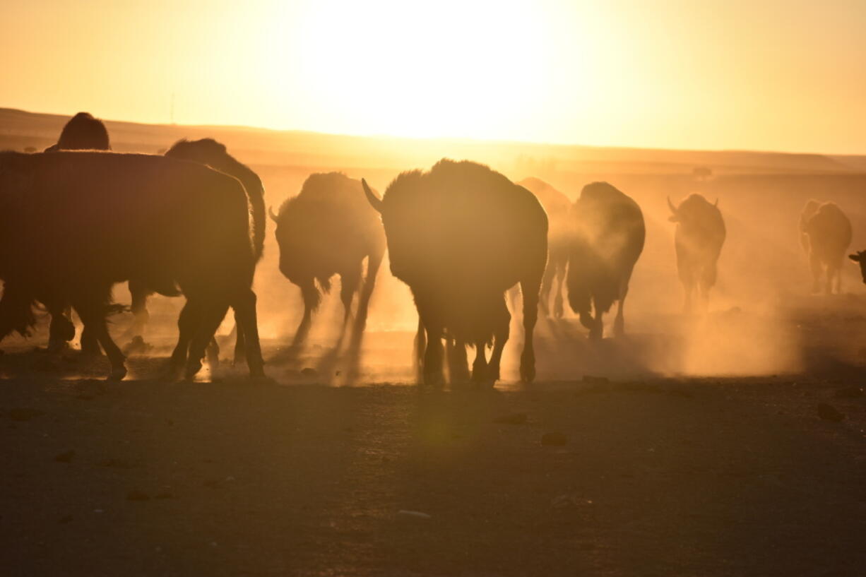 Bison, also known as buffalo, walk in a herd Oct. 13 inside a corral at Badlands National Park near Wall, S.D. The wild animals were corralled for transfer to Native American tribes, part of an effort by Indigenous groups working with federal officials to expand the number of bison on reservations.