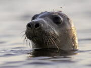 A harbor seal looks around in Casco Bay on July 30, 2020, off Portland, Maine.