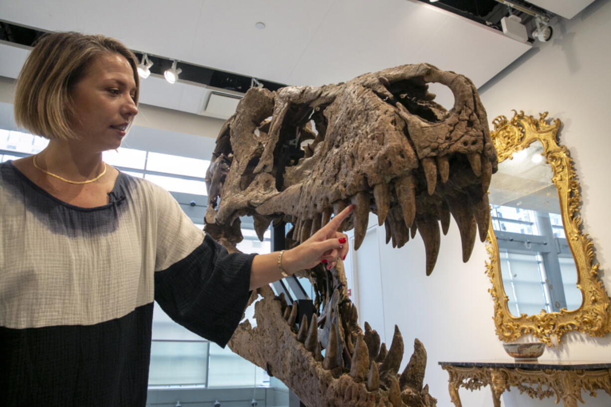 Cassandra Hatton, senior vice president, global head of department, Science & Popular Culture at Sotheby's, touches the tooth of a Tyrannosaurus rex skull excavated from Harding County, South Dakota, in 2020-2021, in New York City on Friday, Nov. 4, 2022. When auctioned in December, the auction house expects the dinosaur skull to sell for $15 to $25 million.