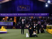 Best in show judge, Dr. Don Sturz, standing at center, is shown at the 146th Westminster Kennel Club Dog Show, on June 22 in Tarrytown, N.Y.