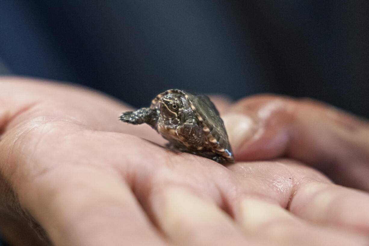 Lou Perrotti, the director of conservation programs at Roger Williams Park Zoo, holds a musk turtle in quarantine after it was confiscated in a wildlife bust, Tuesday, Nov. 1, 2022, in Providence, R.I. Scores of turtle species are under threat from poaching. The plight of turtles is expected to get plenty of attention at a wildlife trade conference in Panama in November.