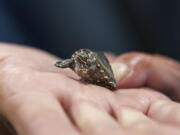 Lou Perrotti, the director of conservation programs at Roger Williams Park Zoo, holds a musk turtle in quarantine after it was confiscated in a wildlife bust, Tuesday, Nov. 1, 2022, in Providence, R.I. Scores of turtle species are under threat from poaching. The plight of turtles is expected to get plenty of attention at a wildlife trade conference in Panama in November.