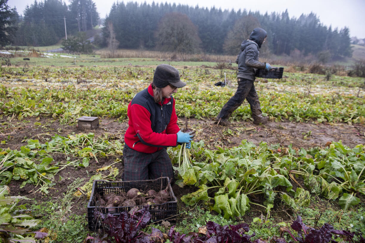 Danny Percich of Full Plate Farm, left, harvests beets with Mason Hodnefield. The farm is one of only a small number locally offering cold-season CSA shares.