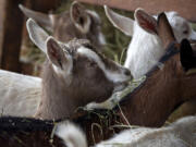 Goats munch on hay at Chris Dunning's farm east of Ridgefield. This year, Dunning had about a dozen kids, or baby goats.