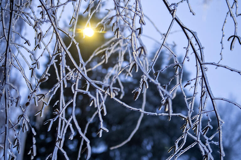 A streetlight illuminates an icy tree in southeast Vancouver on Friday morning, Dec. 23, 2022.