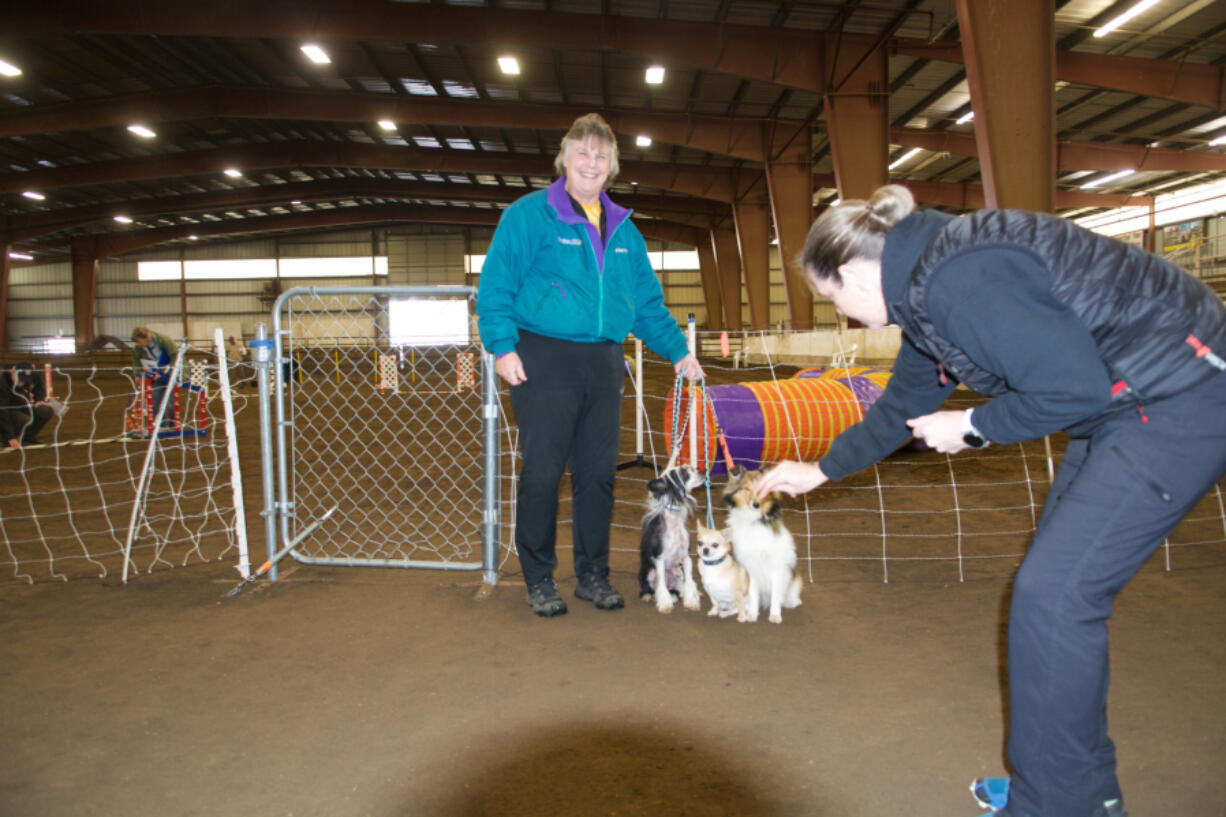 Lori Sage, the owner of K-9 Sports, handles her dogs Crinkle, a sheltie; Blip, a Chinese crested; and Javier, a Chihuahua.