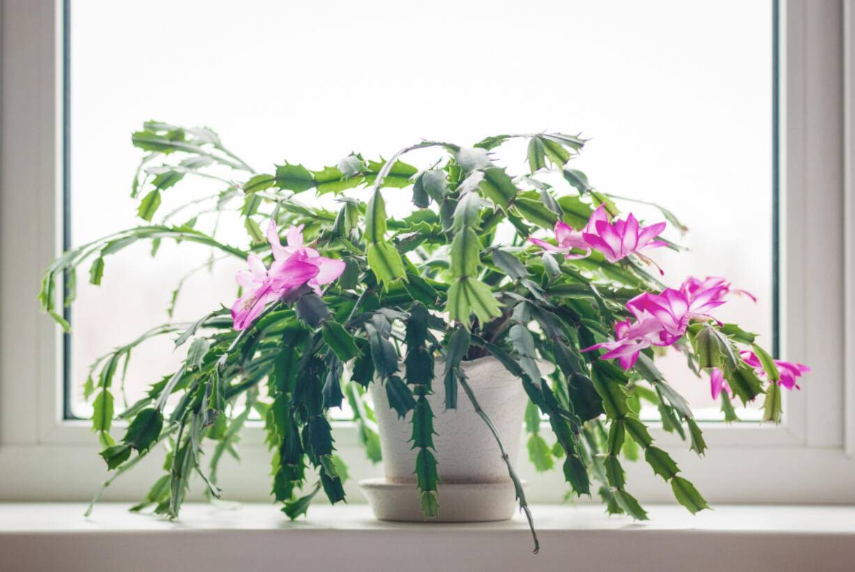 Christmas cactus flowering on a windowsill.