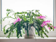 Christmas cactus flowering on a windowsill.