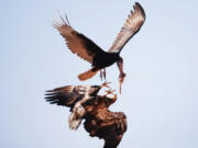 A turkey vulture tussles with a bald eagle for a remnant of food at the Hernando County Landfill on Tuesday, Nov 29, 2022, in Brooksville, Florida. More than half of all Florida counties have confirmed or suspected cases of the extremely infectious bird flu strain this year. The epicenter of the outbreak initially emerged in Brevard County and along Florida's Atlantic Coast. (Douglas R.