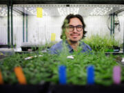 Jose Dinneny, a professor of Biology at Stanford University, with Arabidopsis thaliana plants that he has been engineering with synthetic gene circuits, on Dec. 9, 2022, at Stanford University.