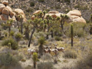 Bighorn sheep walk in Joshua Tree National Park in 2016.