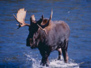 Mount Rainier National Park recorded its first-ever moose sighting recently. This is also the first-ever moose sighting in Southwest Washington.