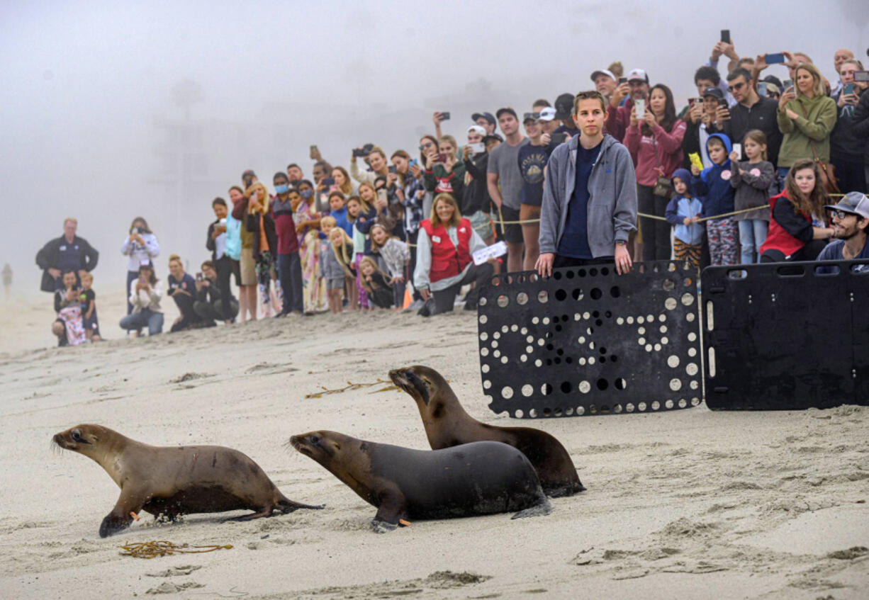 Five sea lions are released early morning by Pacific Marine Mammal Center workers at Laguna???s Aliso Beach on Sunday, July 17, 2022. The animals jumped into the ocean and bobbed together before taking off.