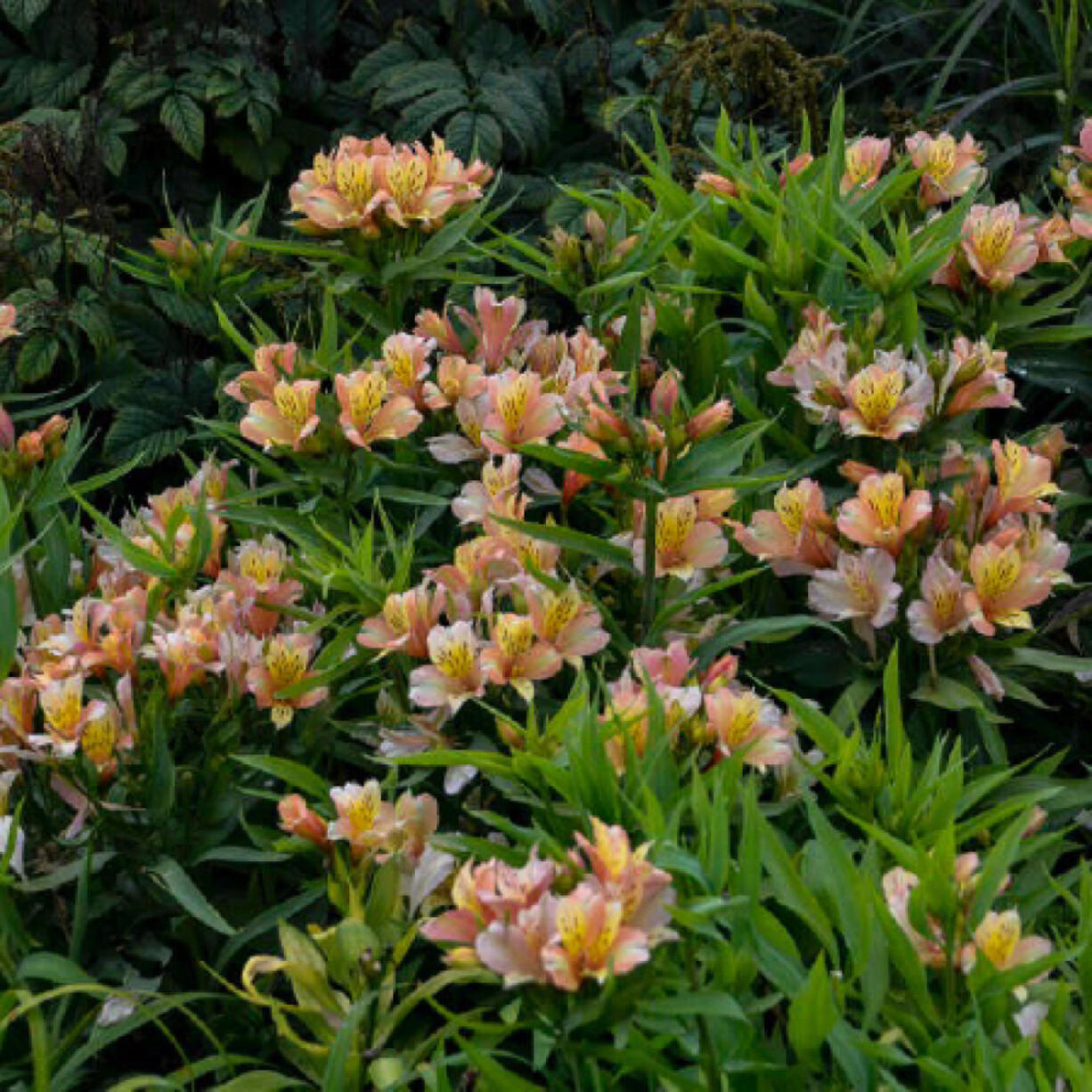 Alstroemeria dwarf Peruvian lily (Photos by Allen Wilson)