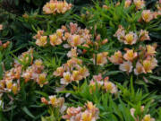 Alstroemeria dwarf Peruvian lily (Photos by Allen Wilson)