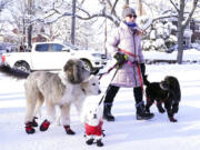 A dog walker named Courtney walks with her dogs near Lake of the Isles Thursday, Dec. 22, 2022, in Minneapolis.