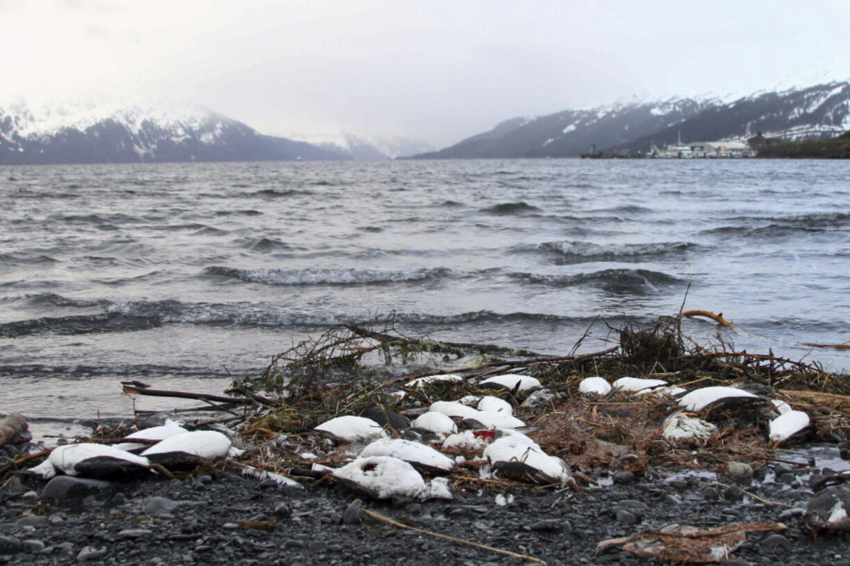 FILE - In this Thursday, Jan. 7, 2016 file photo, dead common murres lie washed up on a rocky beach in Whittier, Alaska. Arctic seabirds unable to find enough food in warmer ocean waters are just one sign of the vast changes in the polar region, where the climate is being transformed faster than anywhere else on Earth. An annual report, to be released Tuesday, Dec. 13, 2022 by U.S. scientists, also documents rising Arctic temperatures and disappearing sea ice.