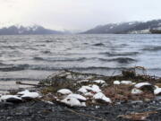 FILE - In this Thursday, Jan. 7, 2016 file photo, dead common murres lie washed up on a rocky beach in Whittier, Alaska. Arctic seabirds unable to find enough food in warmer ocean waters are just one sign of the vast changes in the polar region, where the climate is being transformed faster than anywhere else on Earth. An annual report, to be released Tuesday, Dec. 13, 2022 by U.S. scientists, also documents rising Arctic temperatures and disappearing sea ice.