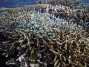 FILE - A school of fish swim above corals on Moore Reef in Gunggandji Sea Country off the coast of Queensland in eastern Australia on Nov. 13, 2022.  Australia's environment minister said on Tuesday, Nov. 29, 2022 her government will lobby against UNESCO adding the Great Barrier Reef to a list of endangered World Heritage sites.