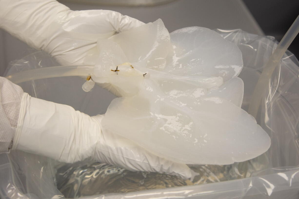 A pig liver that has been "decelled" is held by a technician in a Micromatrix laboratory on Tuesday, Dec. 8, 2022, in Eden Prairie, Minn. The first step for workers in this suburban Minneapolis lab is to shampoo away the pig cells that made the organ do its work, its color gradually fading as the cells dissolve and are flushed out. What's left is a rubbery scaffolding, a honeycomb structure of the liver, its blood vessels now empty.