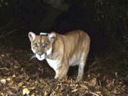 FILE - This Nov. 2014, file photo provided by the U.S. National Park Service shows a mountain lion known as P-22, photographed in the Griffith Park area near downtown Los Angeles. Wildlife officials say Southern California's most famous mountain lion, P-22, will be captured and given a health examination after he killed a dog that was being walked in the Hollywood Hills. The state Department of Fish and Game says P-22's behavior has changed and he "may be exhibiting signs of distress." (U.S.