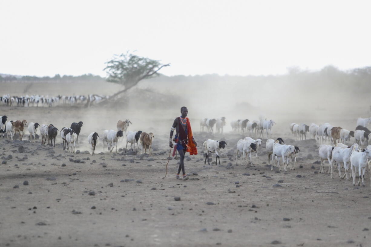 FILE - A Maasai man walks with his livestock in search of grassland for them to graze, at Ilangeruani village, near Lake Magadi, in Kenya, Nov. 9, 2022. The conference known as COP15, which begins Tuesday, Dec. 6, hopes to set goals for the world for the next decade to help conserve the planet's biodiversity and stem the loss of nature.