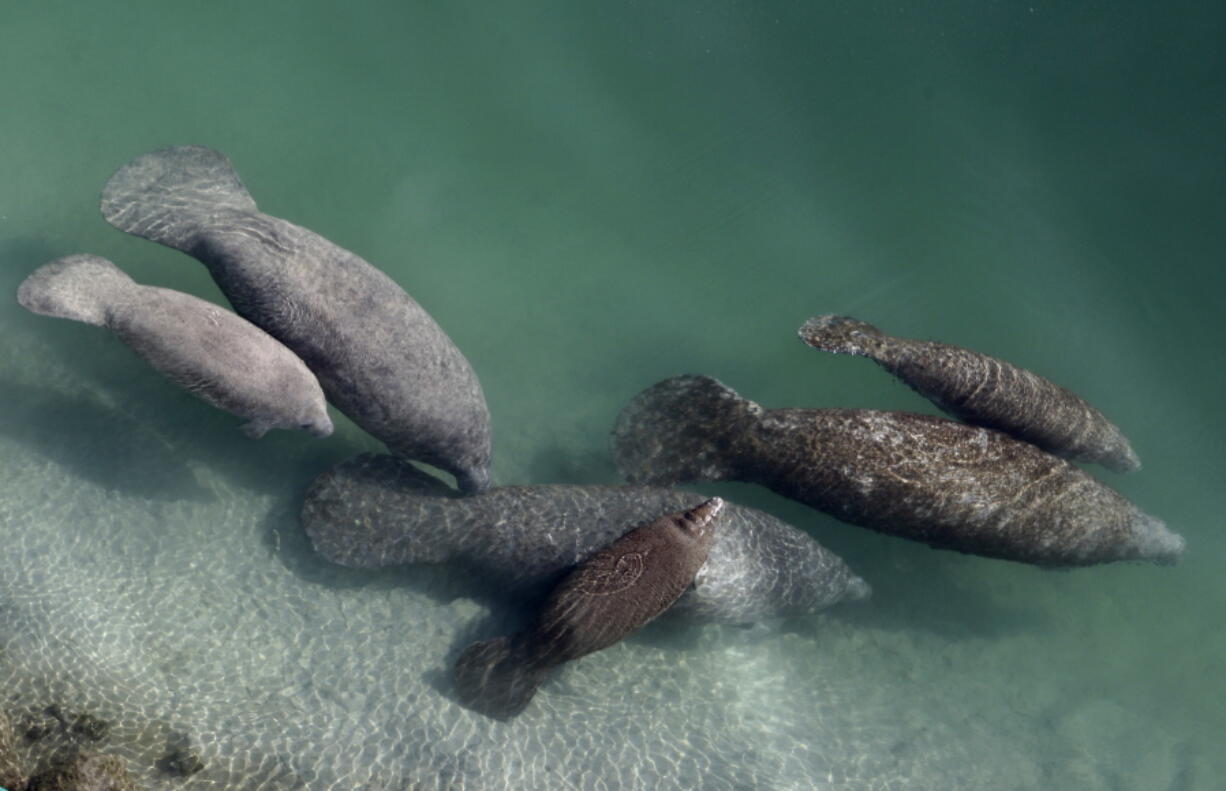 FILE - A group of manatees are pictured in a canal where discharge from a nearby Florida Power & Light plant warms the water in Fort Lauderdale, Fla., on Dec. 28, 2010. Wildlife officials said Wednesday, Dec. 14, 2022, that food, gear and supplies are staging along Florida's east coast to tackle the recurring, pollution-related starvation crisis for threatened manatees.