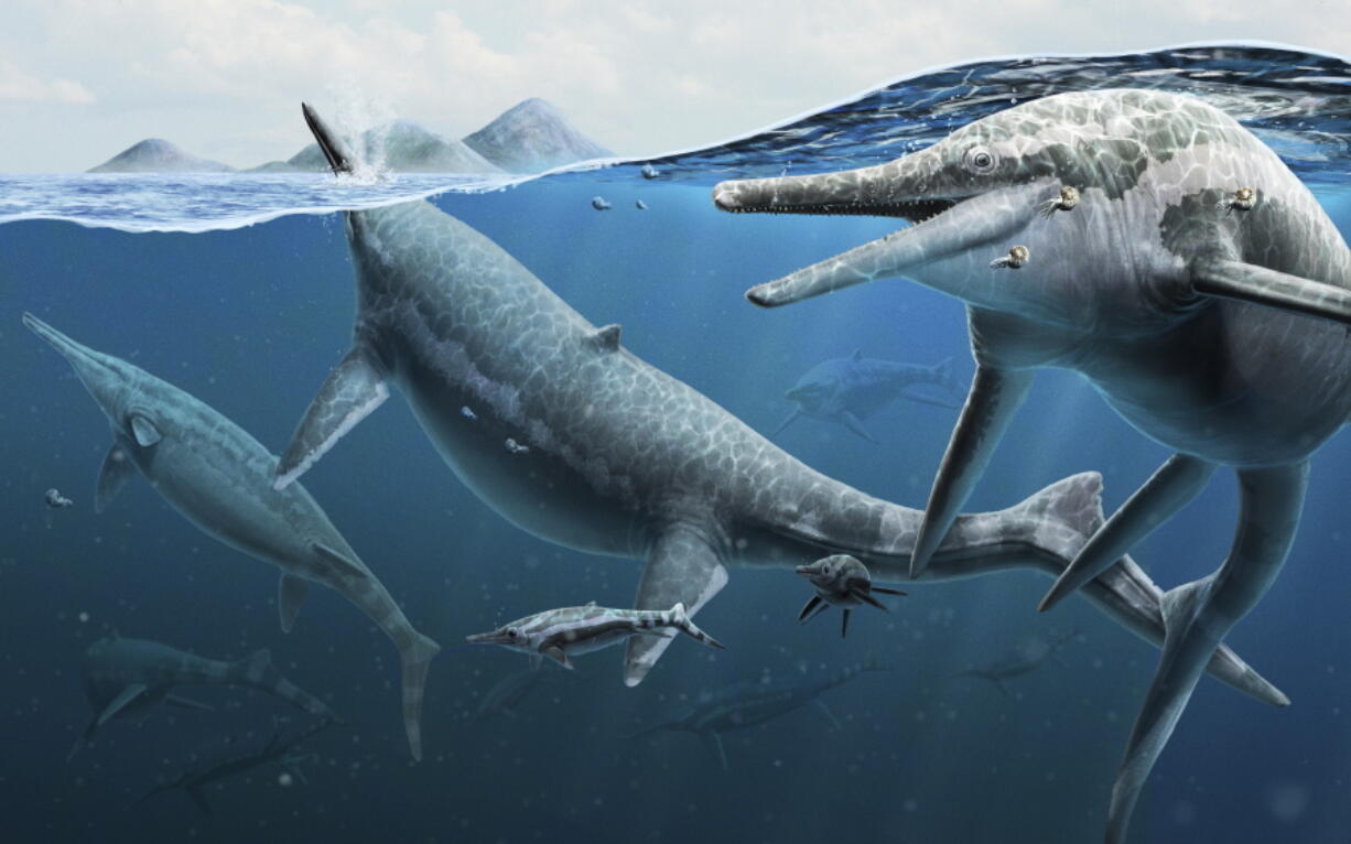 A group of adult and newly born Triassic shonisaurus ichthyosaurs.