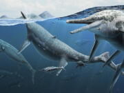 A group of adult and newly born Triassic shonisaurus ichthyosaurs.