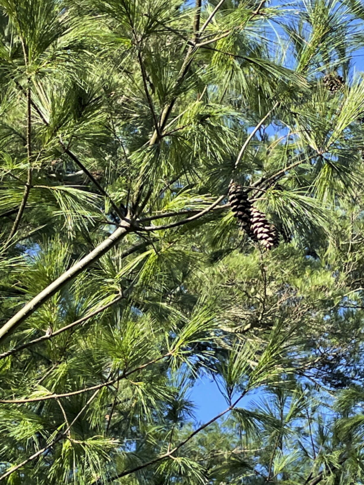 This Nov. 28, 2022, image provided by Vincent A. Simeone shows the cylindrical curved cones of an Eastern white pine (Pinus strobus) tree. (Vincent A. Simeone via AP) (Photos courtesy of Vincent A.