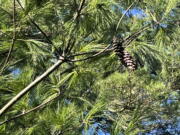 This Nov. 28, 2022, image provided by Vincent A. Simeone shows the cylindrical curved cones of an Eastern white pine (Pinus strobus) tree. (Vincent A. Simeone via AP) (Photos courtesy of Vincent A.