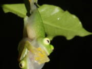 This photo provided by researchers in December 2022 shows glass frogs, strict leaf dwelling frogs, that sleep, forage, fight, mate, and provide (male) parental care on leaves over tropical streams. Some frogs found in South and Central America have the rare ability to turn on and off their nearly transparent appearance, researchers report Thursday, Dec. 22, 2022, in the journal Science.