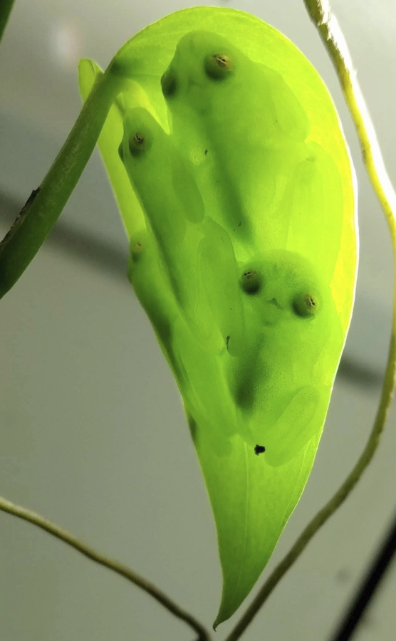 Little green frog trying to hide amongst the green leaves., Smithsonian  Photo Contest