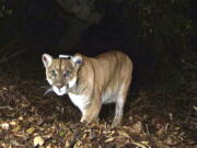 FILE - This November 2014, file photo provided by the U.S. National Park Service shows a mountain lion known as P-22, photographed in the Griffith Park area near downtown Los Angeles. A mountain lion that killed a Chihuahua while the little dog was being walked on leash in the Hollywood Hills earlier this month is the famed cougar P-22, the National Park Service confirmed Monday, Nov. 21, 2022. (U.S.