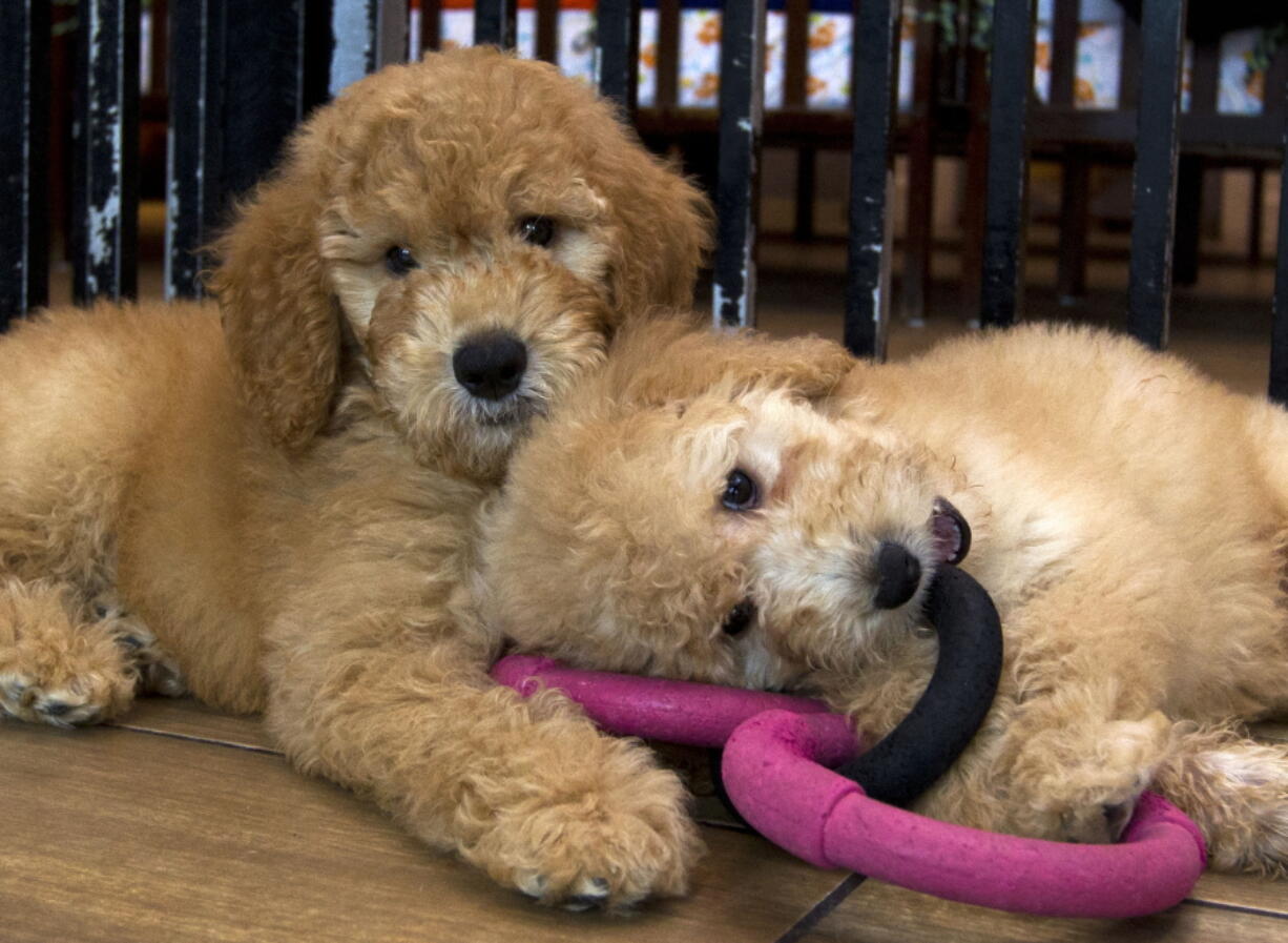 FILE - Puppies play in a cage at a pet store in Columbia, Md., Aug. 26, 2019. New York has become the latest state to ban the sale of cats, dogs, and rabbits in pet stores in an attempt to target commercial breeding operations decried by critics as "puppy mills." The new law, signed by Gov. Kathy Hochul on Thursday, Dec. 15, 2022, will take effect in 2024.