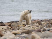 FILE - A male polar bear walks along the shore of Hudson Bay near Churchill, Manitoba, Aug. 23, 2010. Polar bears in Canada's Western Hudson Bay -- on the southern edge of the Arctic -- are continuing to die in high numbers, a new government survey released Thursday, Dec. 22, 2022, found.