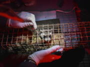 A black-footed ferret is held in a temporary trap prior to being vaccinated against sylvatic plague, a disease that periodically decimates populations of the highly endangered mammals, at a ferret reintroduction site on the Fort Belknap Indian Reservation.