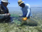 Scientists Wes Pratt, left, and Nick Whitney measure an adult nurse shark on the nurse shark courtship and mating ground June 24 in the Dry Tortugas, Fla. Scientists say some species of shark return to the same breeding grounds for decades at a time, and live longer than previously thought. (Connor F.